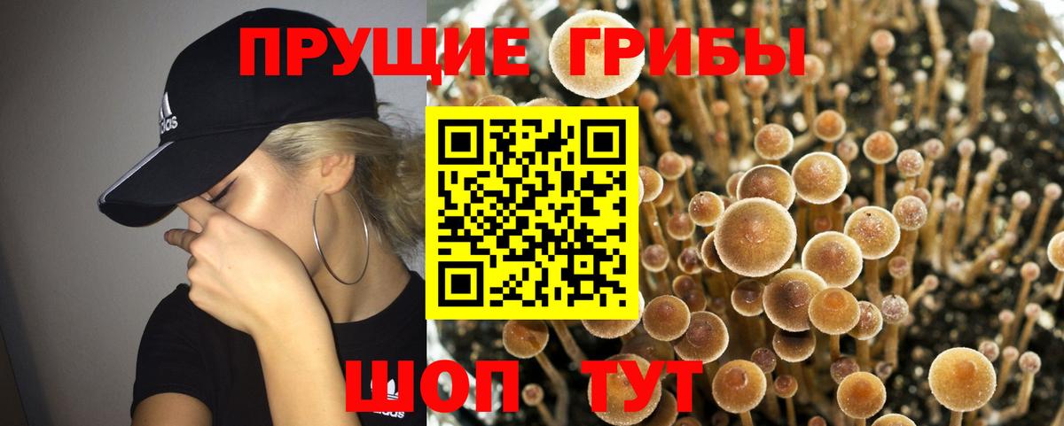 Псилоцибиновые грибы Cubensis Полевской